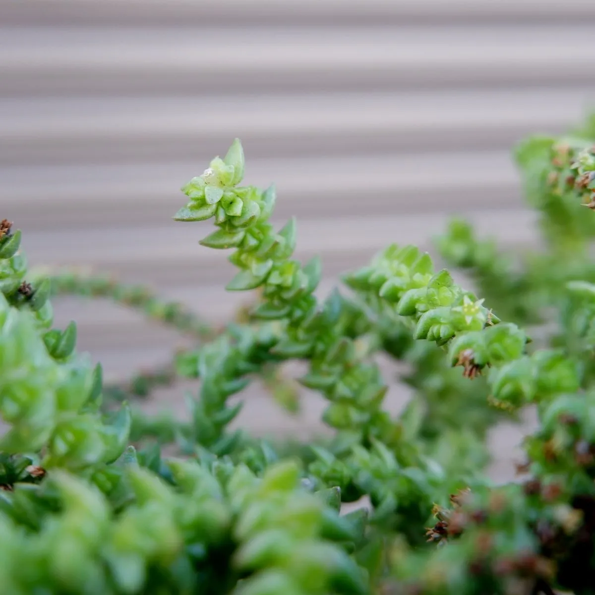 Crassula - Watch Chain