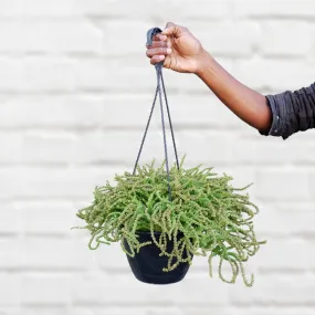 Crassula - Watch Chain